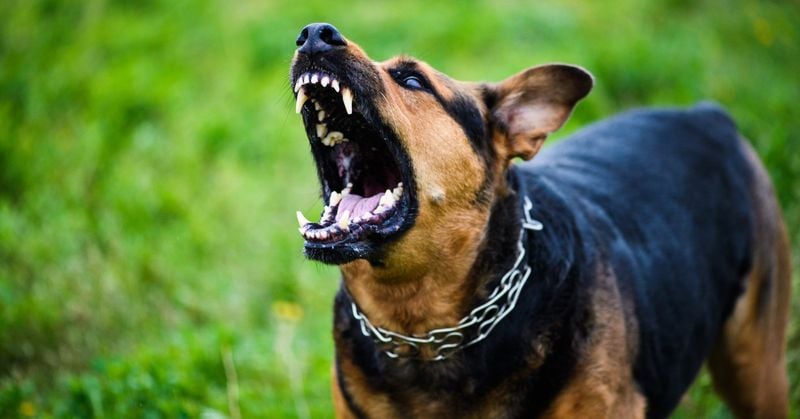 Growling as a Warning Sign