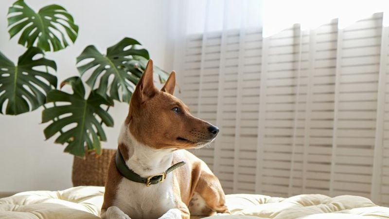 Basenji