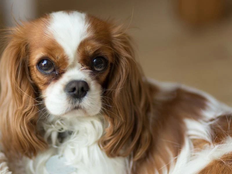 Cavalier King Charles Spaniel: The Royal Companion