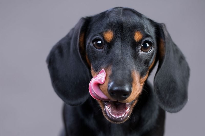 Dachshund: Long Body, Lingering Dental Disease