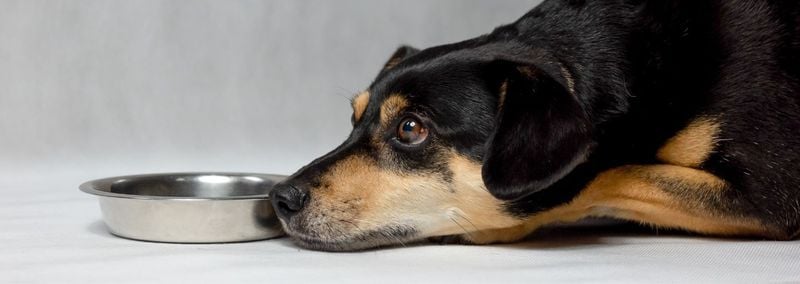 Refusing Food or Play When You're Upset