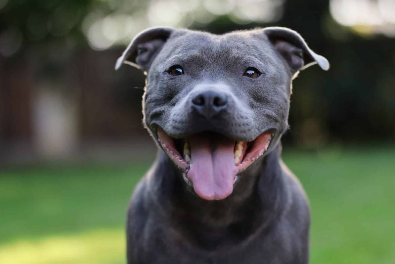 Staffordshire Bull Terrier