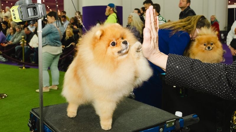 Pomeranian