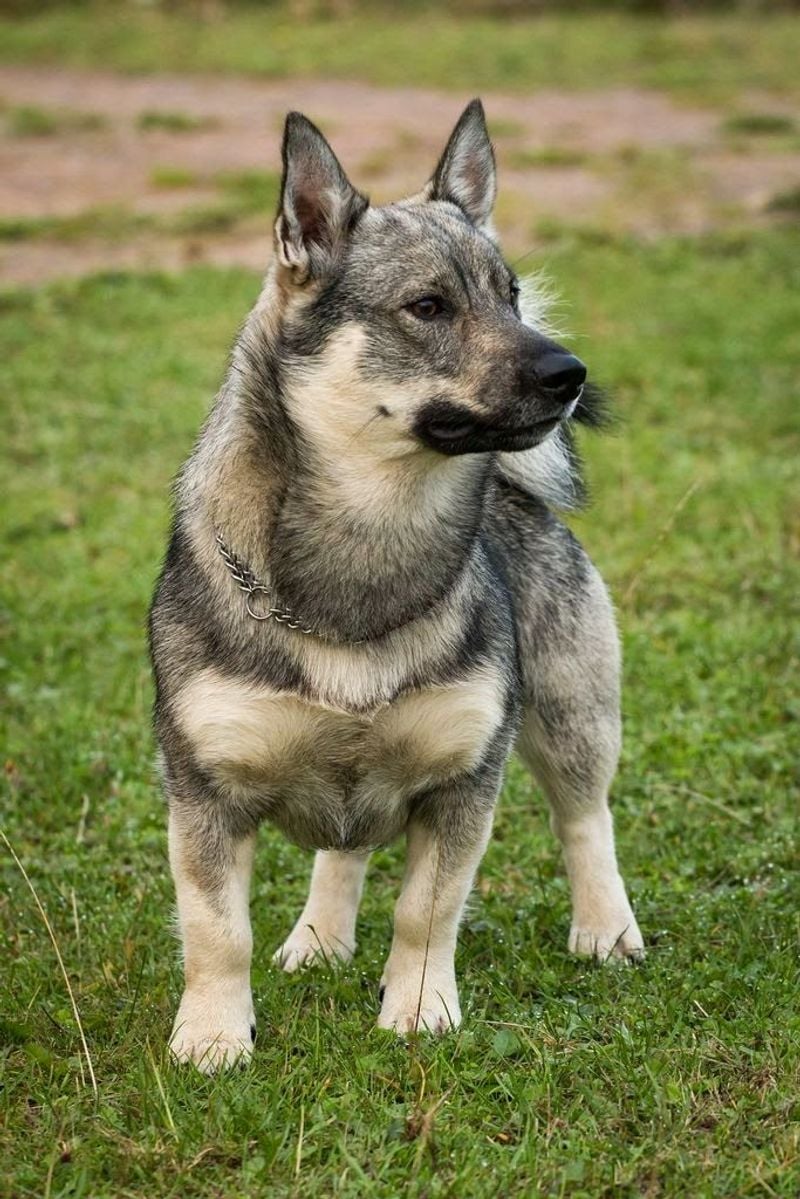 Swedish Vallhund
