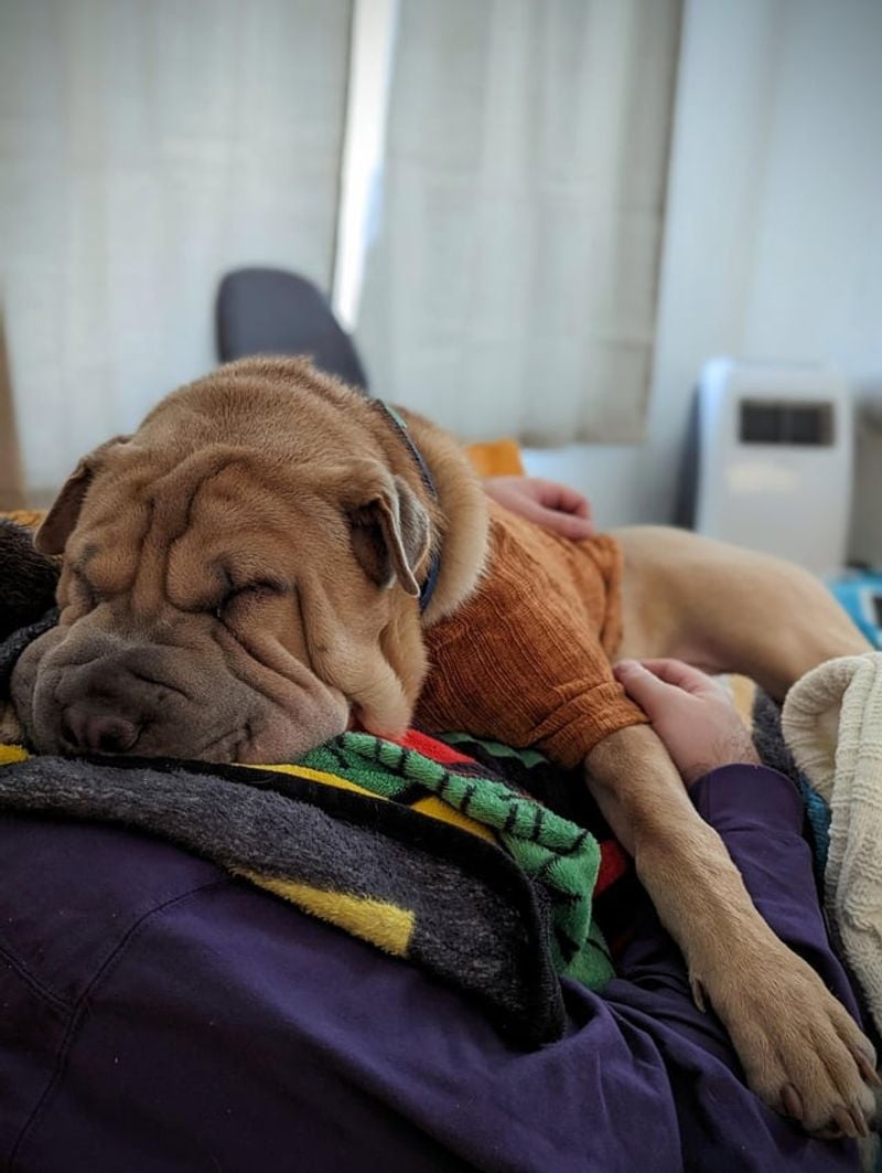 Wrinkly Shar-Pei