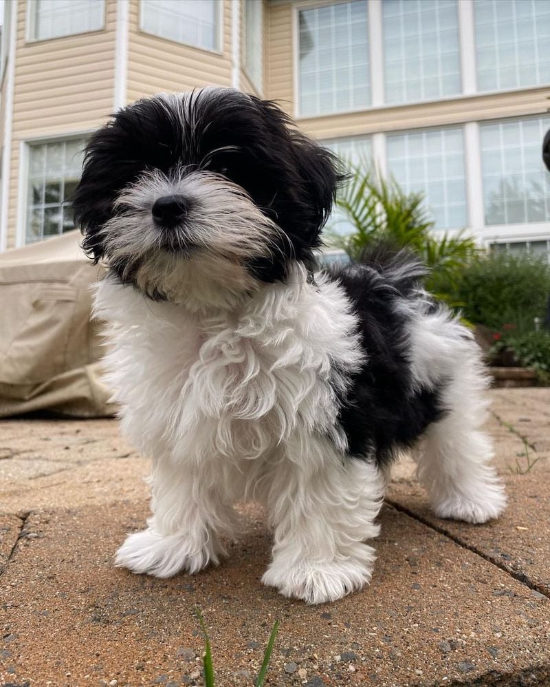 Havanese: The Velcro Dog for Emotional Support