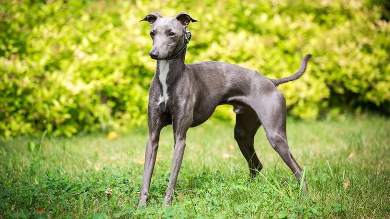 Italian Greyhound