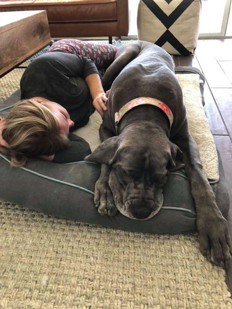 Great Dane: Gentle Giant Snuggler