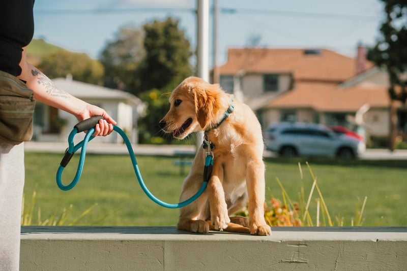 Midday Dog Walks Lead to Heatstroke