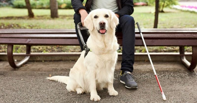 Golden Retriever: The Eager-to-Please Brainiac
