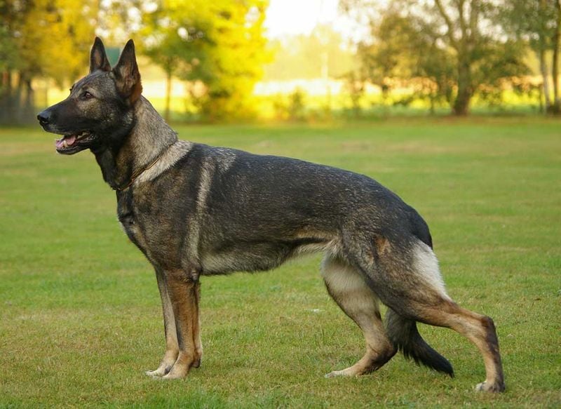 German Shepherd