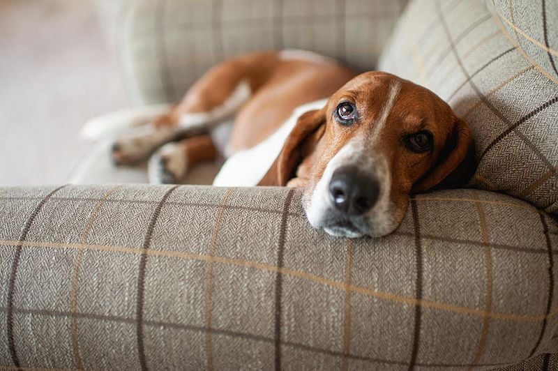 Basset Hound