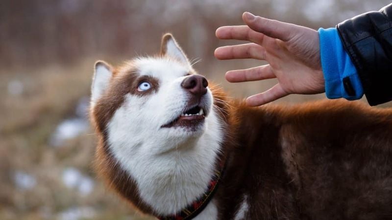 They Flinch at Sudden Movements or Sounds Around You