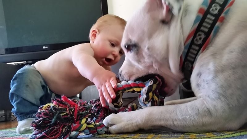 Staffordshire Bull Terrier