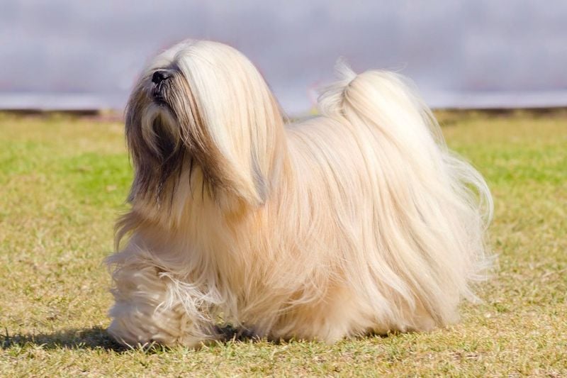 Lhasa Apso: Tibetan Sentinels