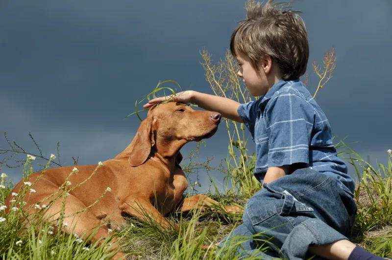 Vizsla