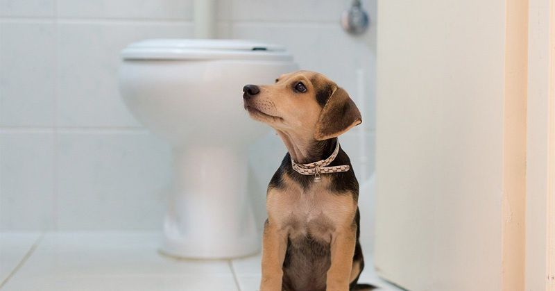 Changes in Bathroom Habits