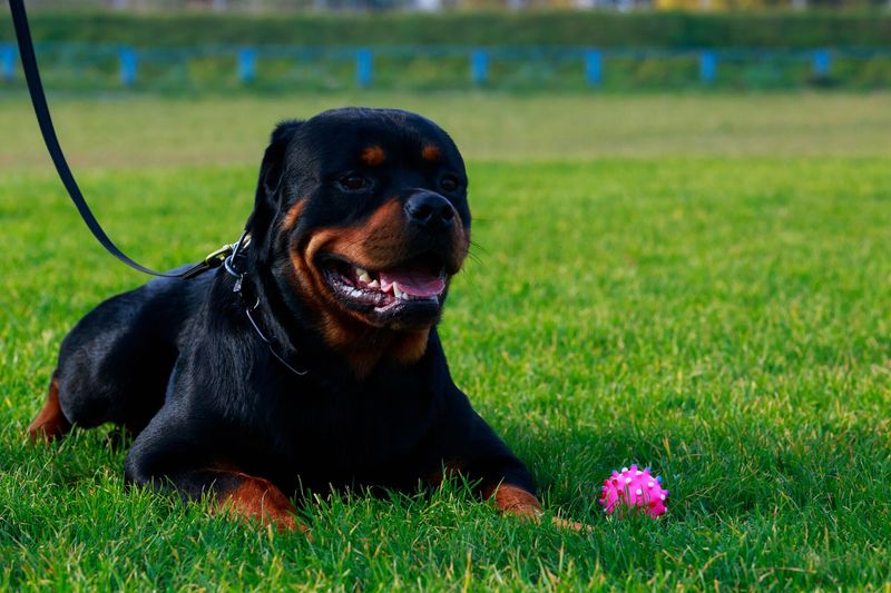 Rottweiler: Guardian Giants Need Confident Handlers