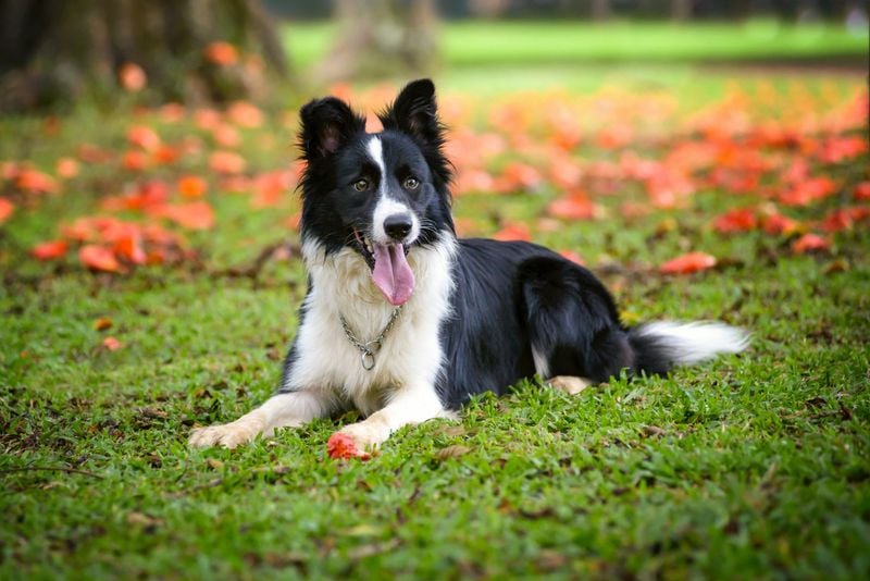 Border Collie: Activity Partner for Mental Health