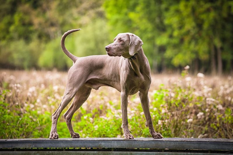 Weimaraner: The Velcro Shadow