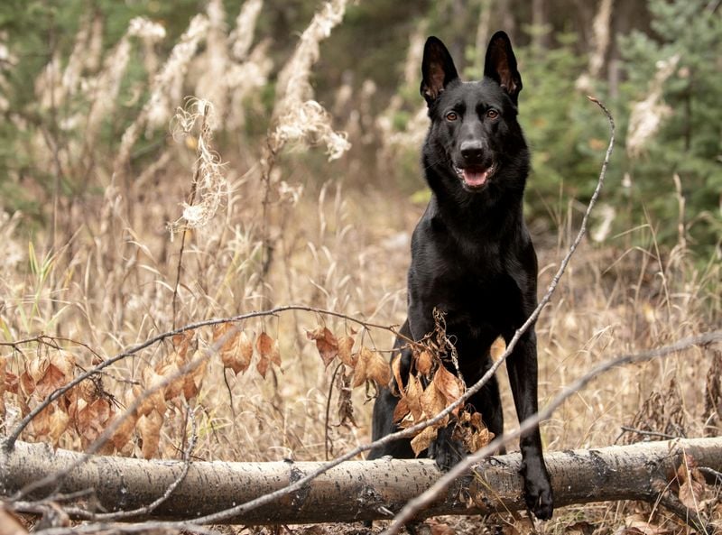 Black German Shepherd
