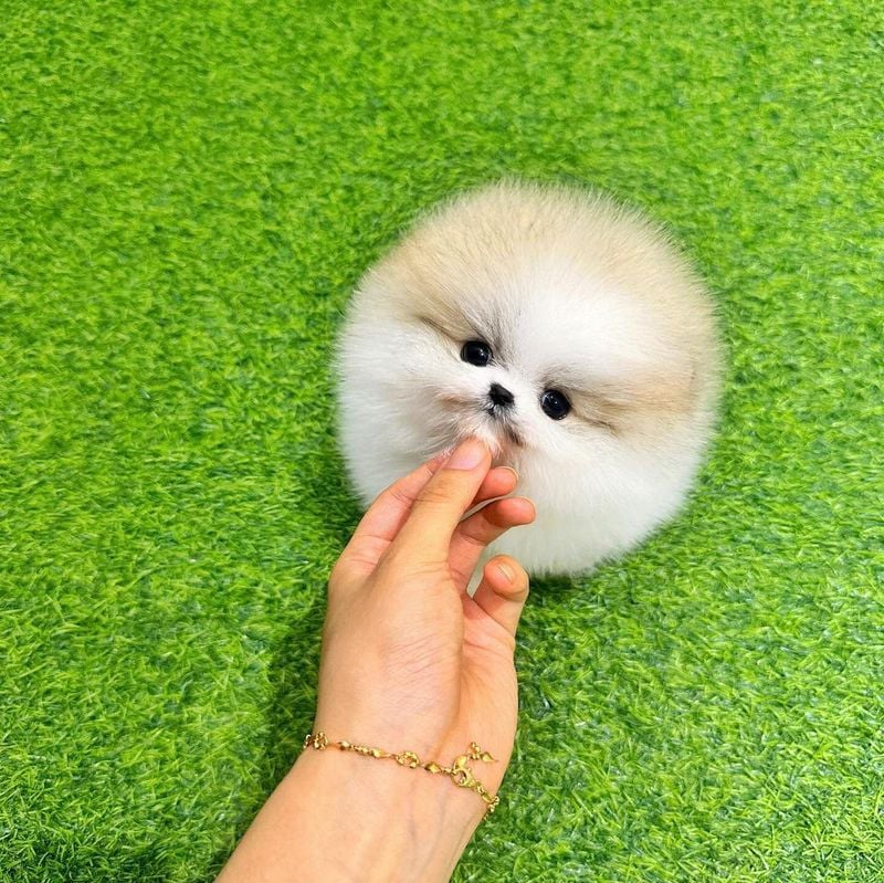 Teacup Pomeranian