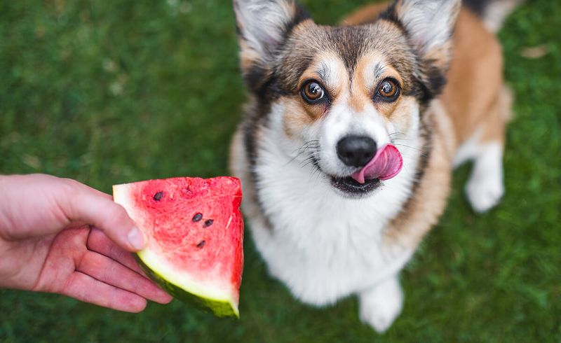 Seedless Watermelon: Hydrating Summer Refreshment