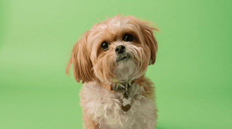 Shih Tzu