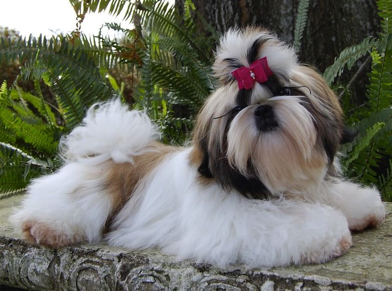 Shih Tzu