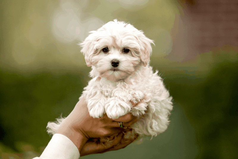 Maltipoo: The Lap Luxury