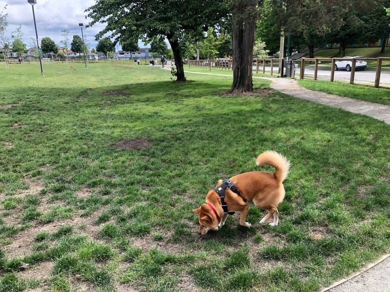 Off-Leash Exploration (In Safe Areas)