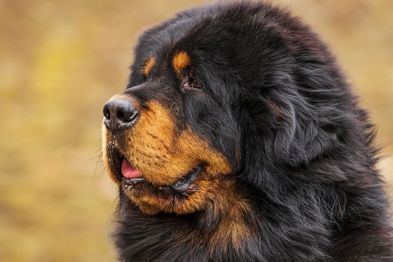 The Ancient Guardian: Tibetan Mastiff