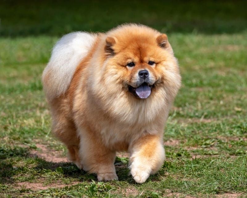 Chow Chow: Fluffy but Fierce