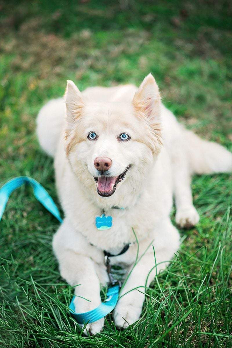 Bailey: The Cheerful Companion