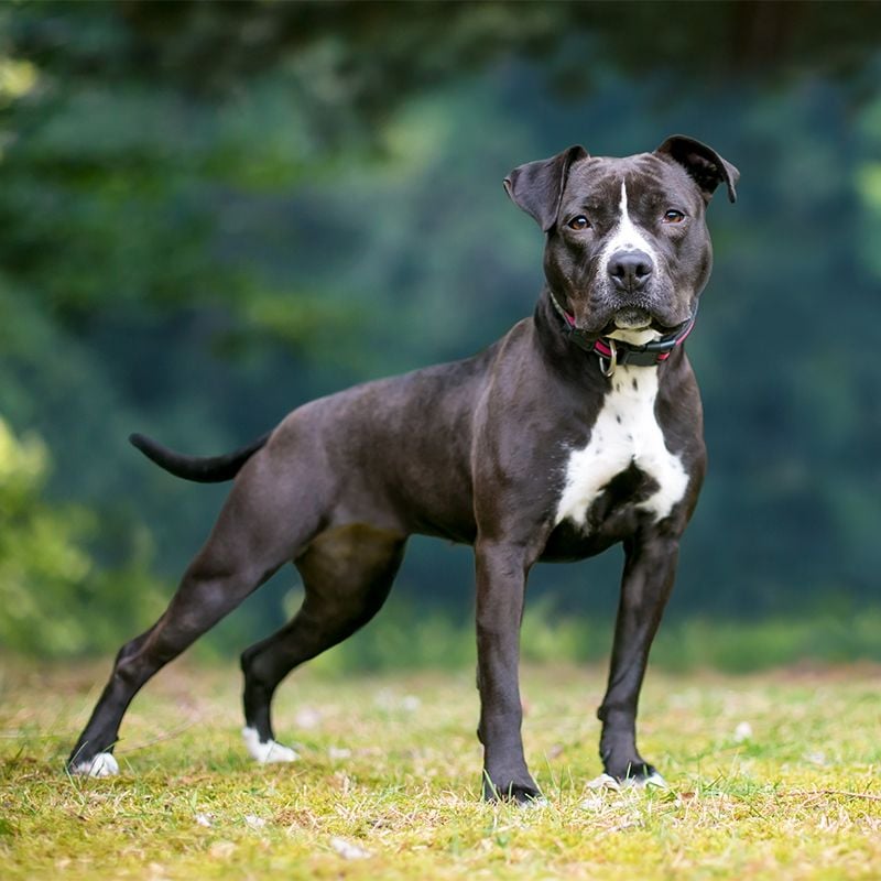 American Pit Bull Terrier (Large Strain)