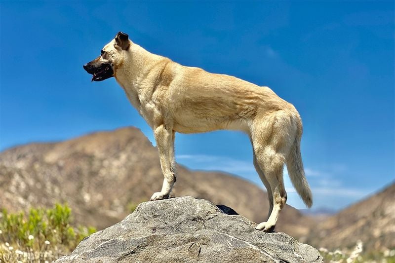 Anatolian Shepherd