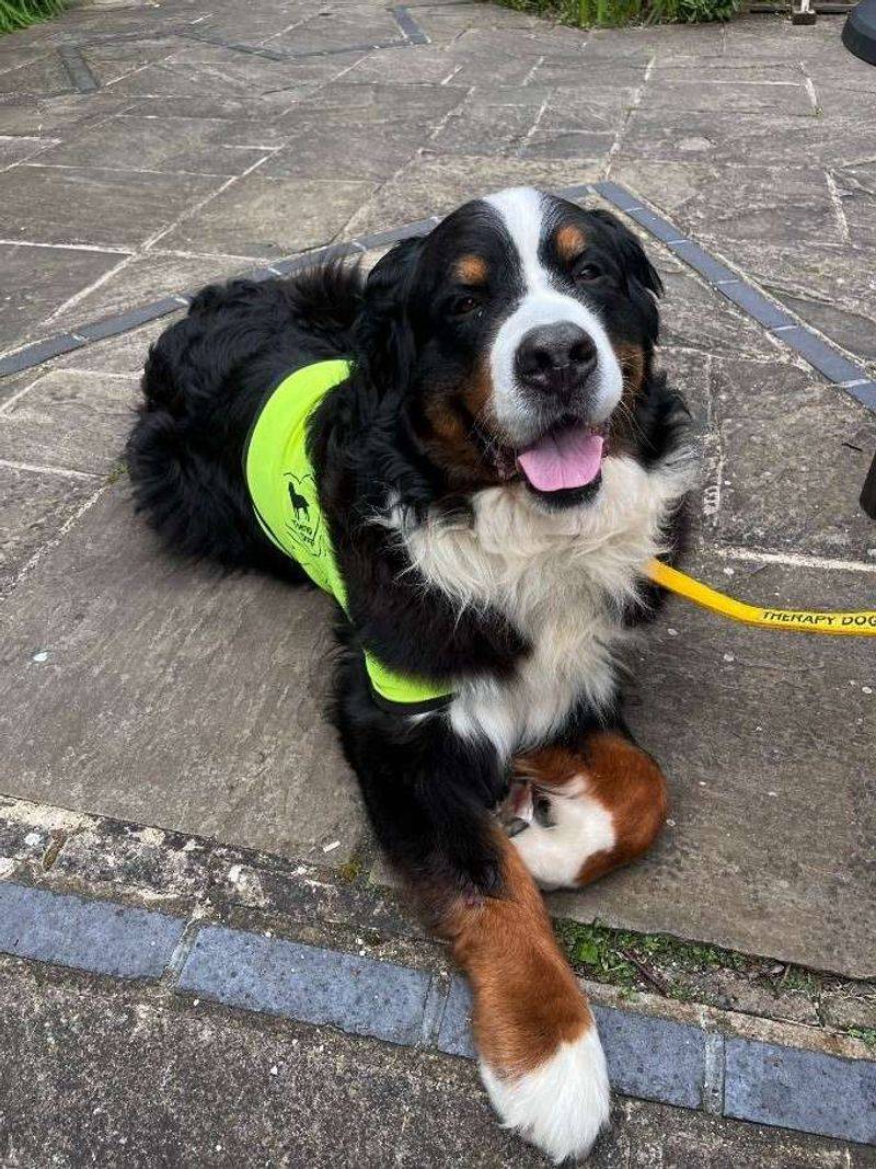 Living Emotional Support Systems