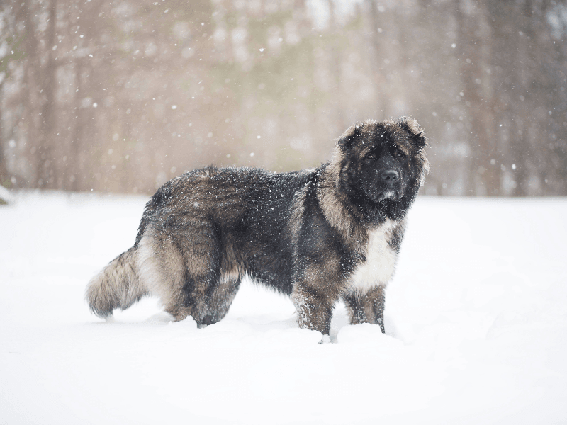 Caucasian Shepherd Dog: The Fearless Mountain Guardian