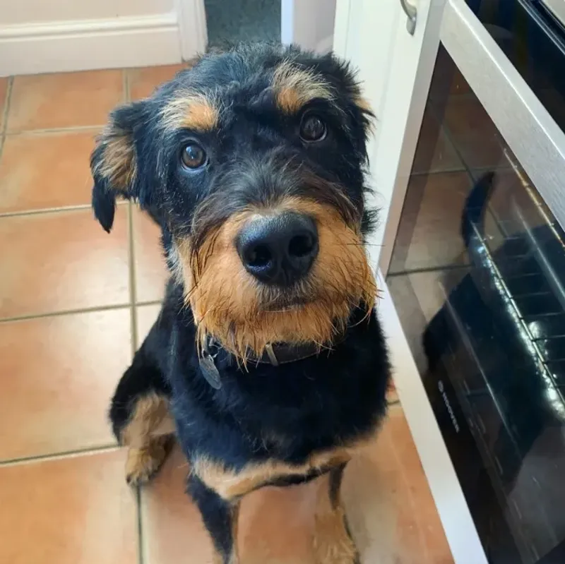 Rottle: The Misunderstood Giant