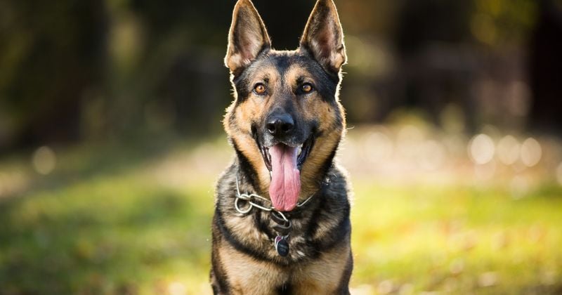 German Shepherd: Working Dog, Not Family Pet
