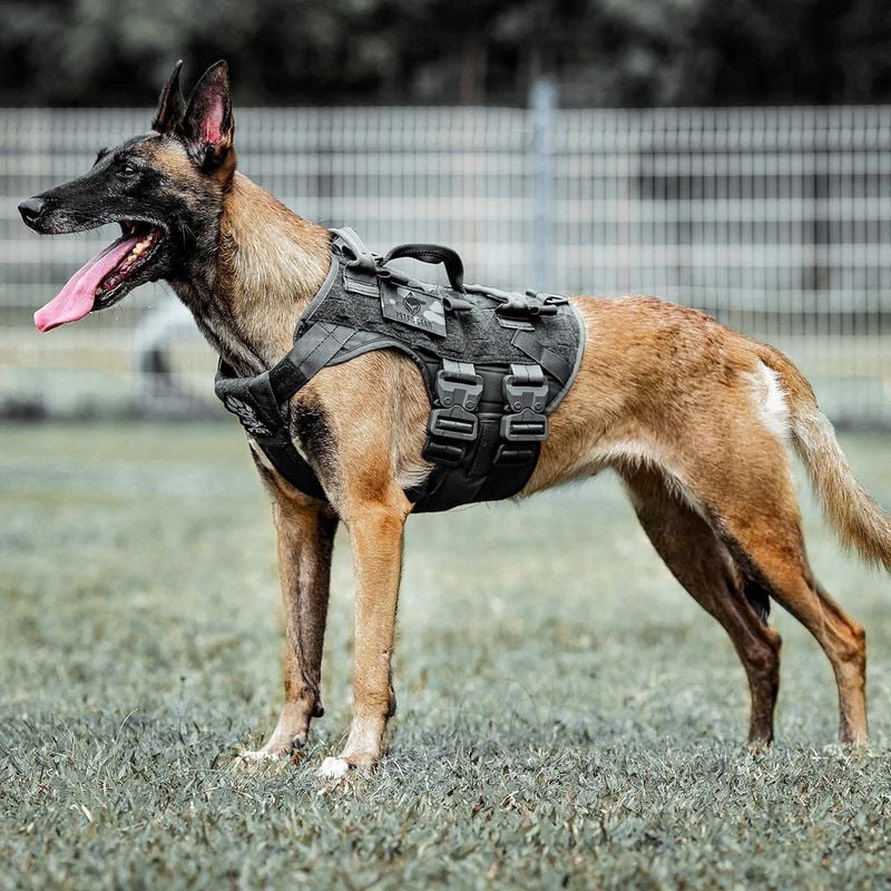 Belgian Malinois – The Elite Military K9 (195 PSI)