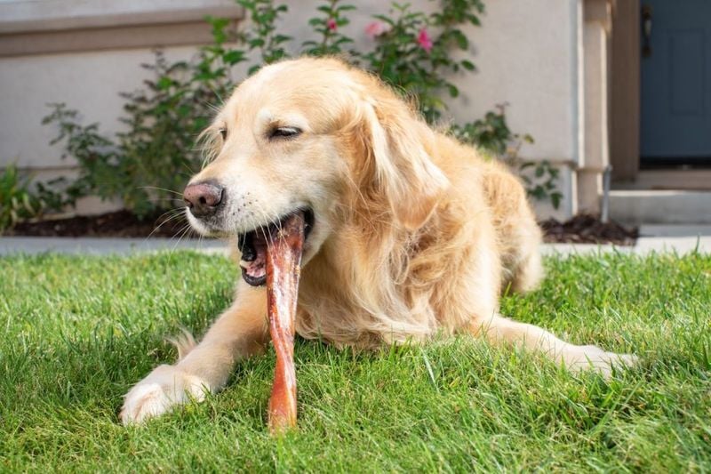 Intestinal Parasites Stealing Vital Nutrients