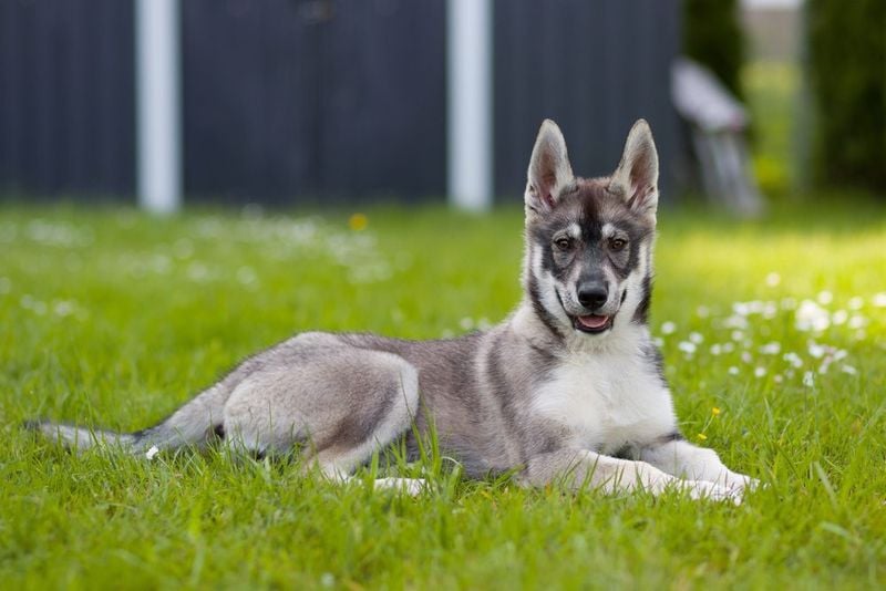 Shepsky: The Athletic Showstopper