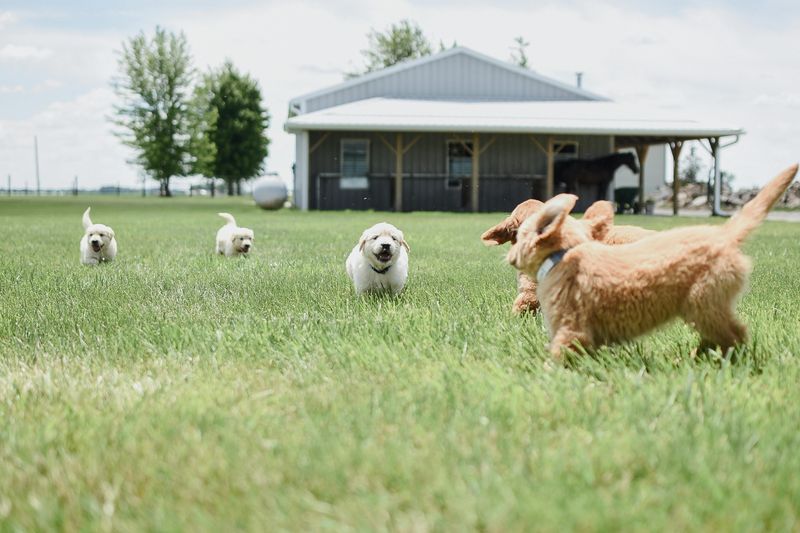 Early Life Socialization