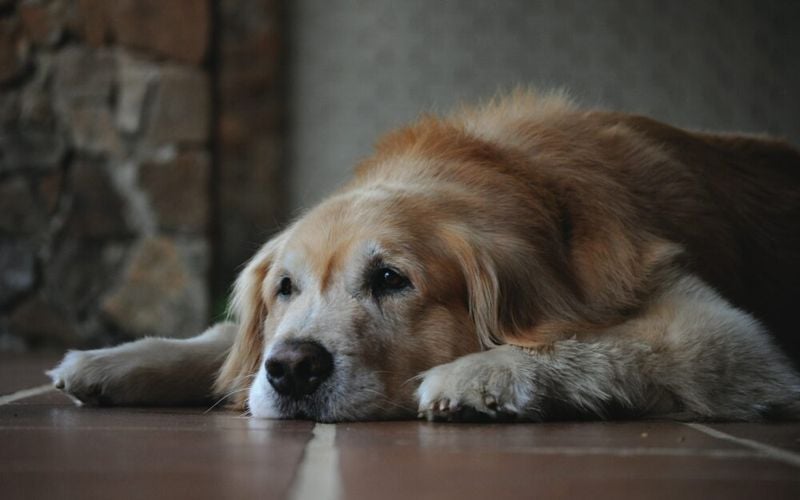 Heartbreakingly Short Lifespans