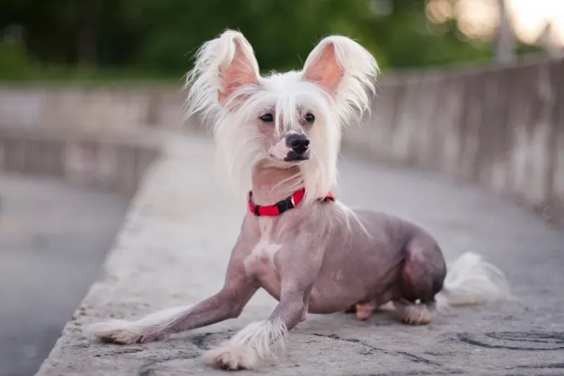 Chinese Crested (Hairless variety)