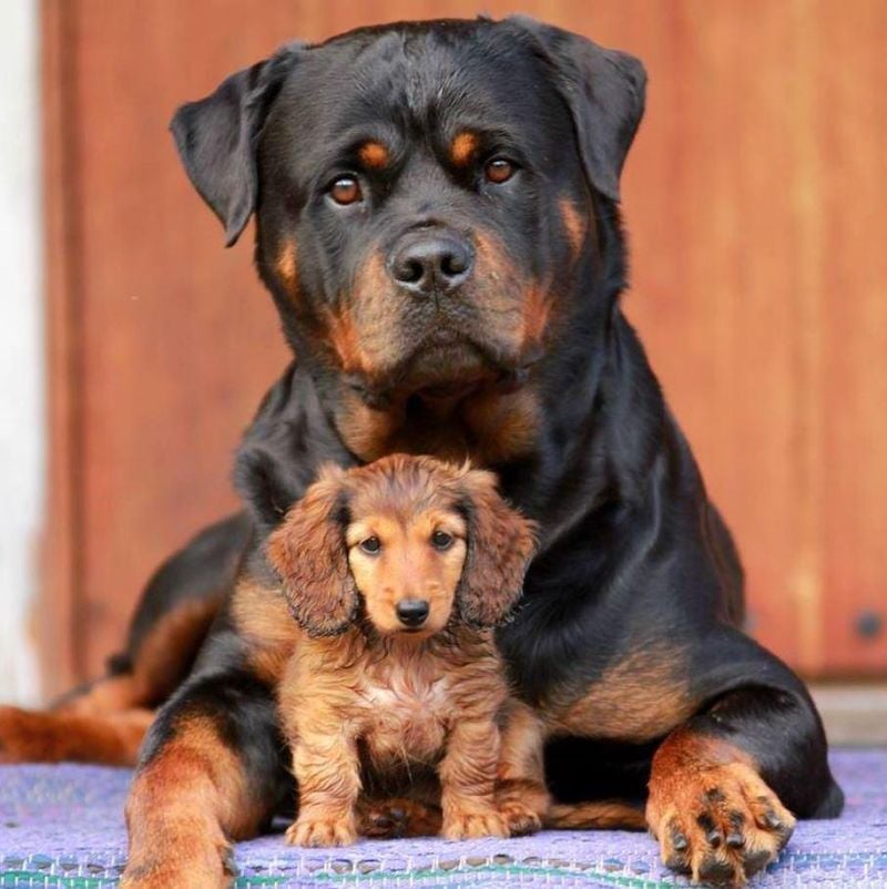 Rottweiler
