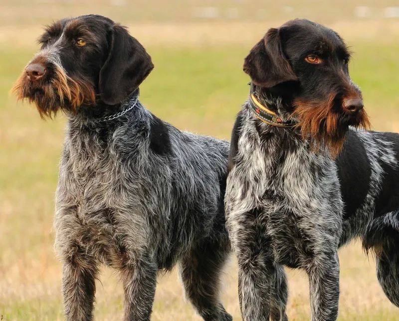 Grooming Requirements: Coat and Cleaning Differences