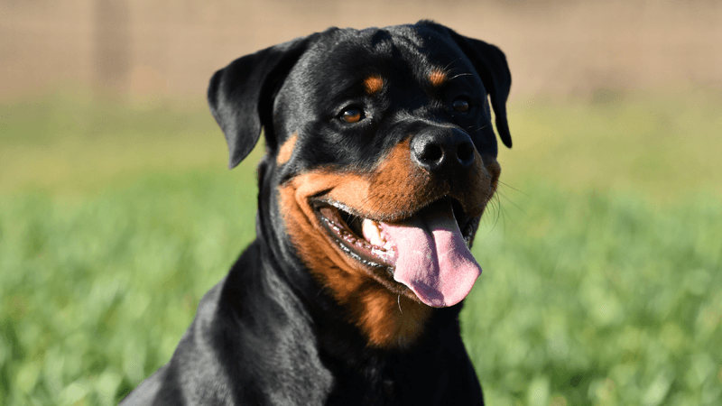 Rottweiler: Powerful Guardians Requiring Firm Guidance