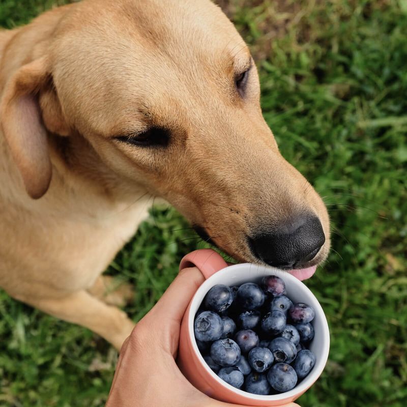 Blueberry Bonanza for Canine Health